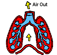 THIS is good Breathing Technique! (Courtesy of the Canadian Lung Association!)